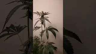 Garden Tour Of Battle Of The Breeders Flower Room