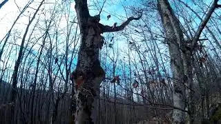 Rači&scaron;ki stržen