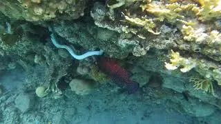 AMAZING! MORAY EEL HUNTING FOR FOOD w a Cameo from a Coral Grouper (2022, 4k)