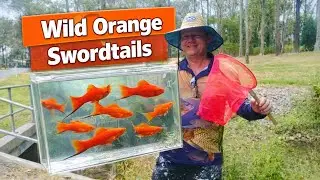 Wild Orange Swordtails + 500 more in Brisbane  #fishing  #fish # aquariumfish
