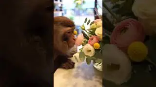 &ldquo;Monkey at a Flower Shop 🌸🐒 Beautiful and Funny!&rdquo;