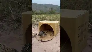 Create Simple Bird Trap - Quail Trap # easy bird trap #shorts