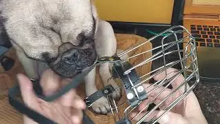 Why these Wire Muzzles are the Most Comfortable for my Dog