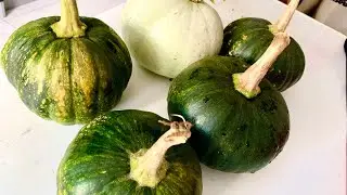 SHOKHER BAGAN 2021//Harvesting lots of mistee lau (sweet pumpkin)