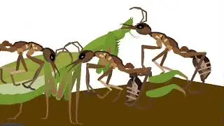 Arthropod battle
