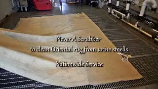 Never a Scrubber to Clean Oriental rug from Urine Odor