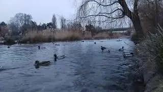 Calm sunset with ducks