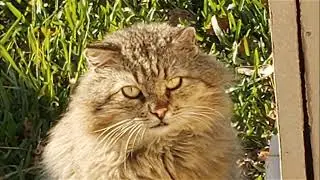 RIP Old Man Cat