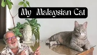 My Malaysian Cat, Earl Grey!