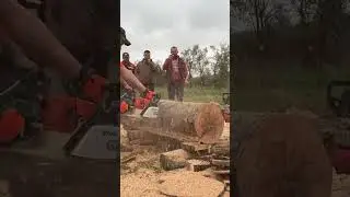 Dolmar 7900 vs Stihl 066 red light vs Makita 7900p #shorts #race #chainsaw #gtgromania2024