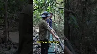 Releasing the pangolin we rescued
