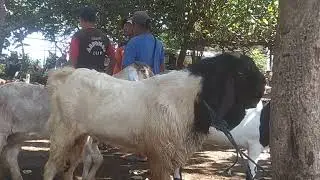 update terbaru di pasar mojo kdr, menjelang pemilu harga kambing stabil dan bagus.