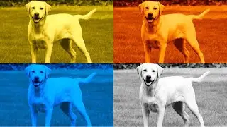 FUNNY DOGS. COFFIN DANCE. EXE 4 COLORS 4 MUSIC
