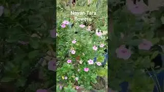 Nayan Tara flowers #plantingflowers #mysmallterracegarden #terracegardening