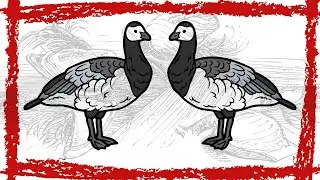 Barnacle Goose Video | Barnacle Goose Sound | Barnacle Goose Call | Barnacle Goose Song