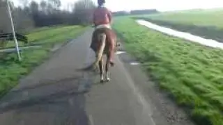 20 november 2009 - draven op de Polderweg