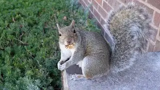 Squirrel does the cutest dance when she gets a nut