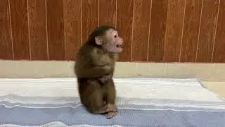 Funny Monkey Videos Of Monkey ChiChi & Linda