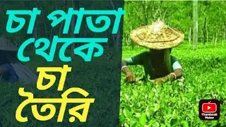 Preparation of tea in a modern tea factory Sylhet  @SomoyOsomoy365