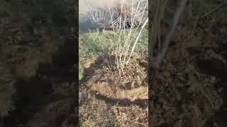 &Ccedil;aparat&reg; fındık altı &ccedil;apası 2020 (sizden gelen videolar) Patentli profesyonel model.