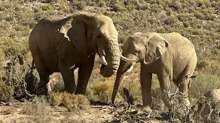 VLOG DAY 7 & 8 | SAFARI no Aquila 🐘🦁 | Minha primeira experi&ecirc;ncia