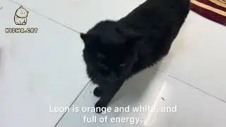 Kitten Orange Cat 🐈 Takes Playtime Very Seriously | relax time | Persian Cats 🐱 kittens 🐱 