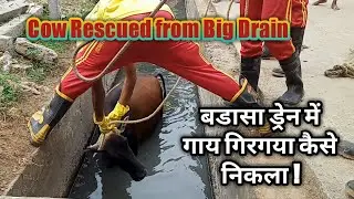 Cow Rescued in India! How to Rescue Cow from Big Drain ! बडासा ड्रेन से गाय  कैसे निकला !