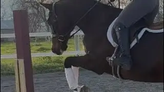 Voodoo Princess - Tacking / Grooming / Handling 