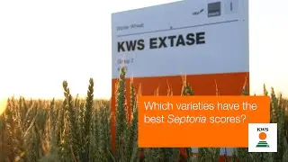 Which wheats have the best Septoria resistance?