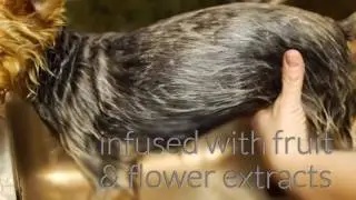 All Natural Dog Conditioner by Dog Fashion Spa