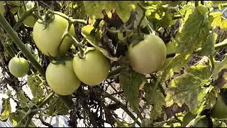 shweta rani  is live! tomato harvesting