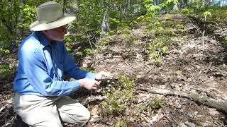 Rocky Woods & Seepy Meadows: Lowbush Blueberry