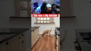 First Time Showing Their Dog the New House&hellip; Wait for It 🐾❤️ #newlyweds #newhouse #house #dogvideos