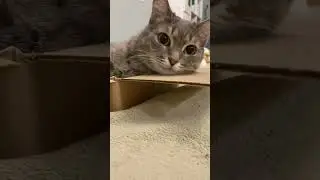 Кошки обожают коробки. #Cat love the boxes. #catshorts