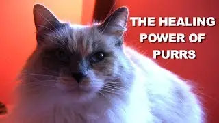 The Healing Power of Cat Purrs