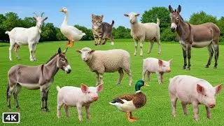 Farm Animal Sounds: Cow, Sheep, Pig, Goat, Chicken, Duck, Dog, Cat, Mouse