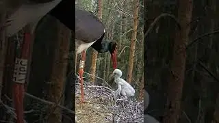 [P#1588] - Review birds nest life, the mother birds feeding her babies in their nest #birdslover