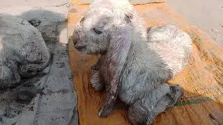 My goat has given birth to two Baby boys kids. 😊
