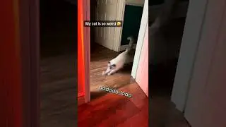 CATS Are Clumsy, and That's OK because They Are Cute AF #cat