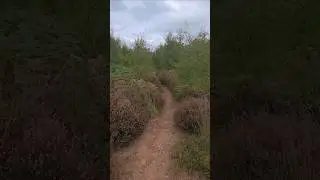 Autumn walk in Cannock Chase