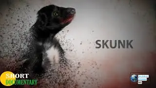 Wild life | Skunk documentary in english | Skunk documentary