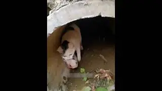Mother Cat Saved The Life of Her Babies ❤️🐱