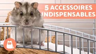 5 ACCESSOIRES INDISPENSABLES pour HAMSTER 🐹 (Pr&eacute;paration de la Cage)