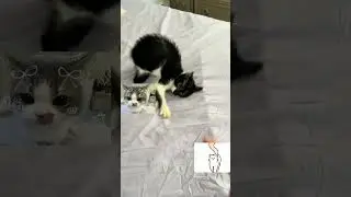 Ohh no I think she is possed. #shorts #cat #possed