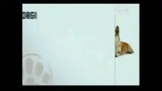 Dogs 101 Corgi part 2