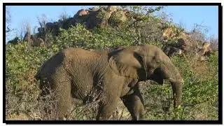 Botswana wilderness! 8 567 ha. 5,5 km Limpopo River front. Slide show. Game farms for sale.