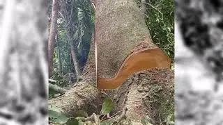 This Jackfruit Tree Falls Smoothly After a Perfect Chainsaw Cut