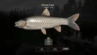 Russian Fishing 4 Old Burg Lake Grass Crap 8.886 Kg