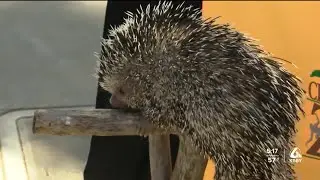 Charles Paddock Zoo offers behind-the-scenes look at new babies