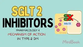 SGLT-2 Inhibitors, Explained: How They Work, Their Benefits and Risks